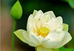 才能让“一村一品”带着晨露的清爽破土